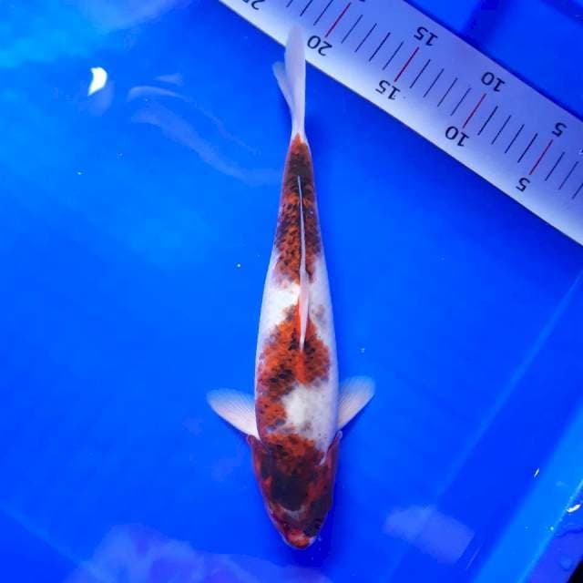 Ai goromo 30 cm