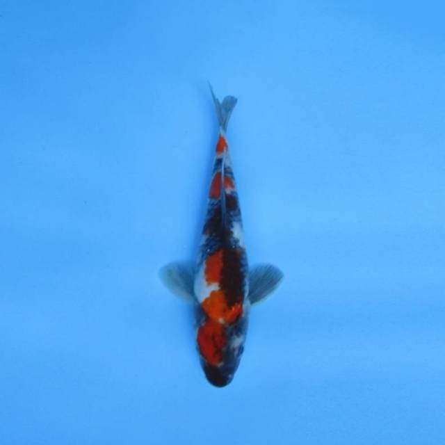 NEAR KOI - 23cm - SHOWA