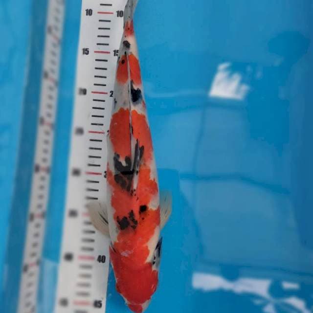 Tanguh 40 M merah