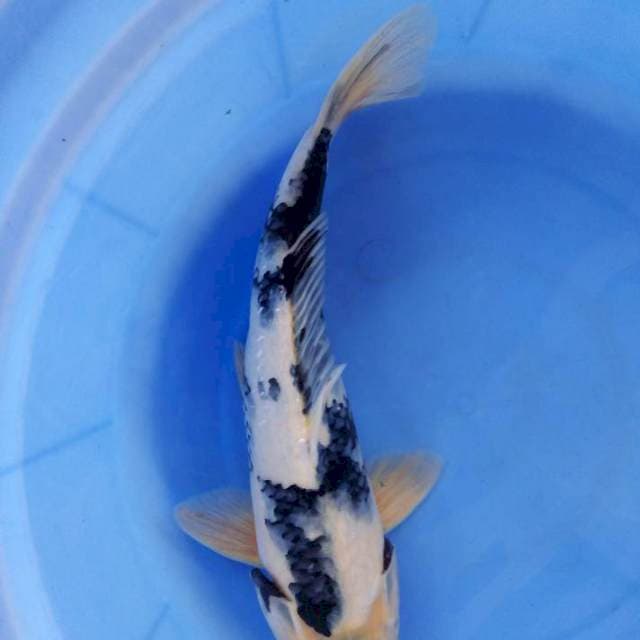 Shiro 34cm male