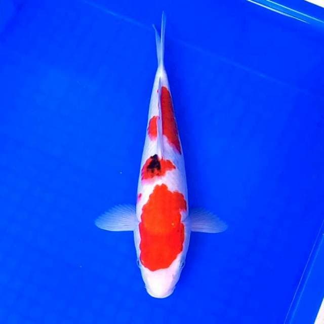Sanke Grade # 30cm