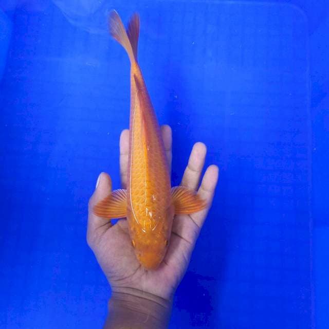 Karamel # 29cm