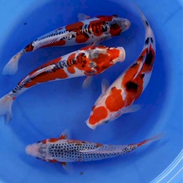 Mix 24~27cm, 4ekor