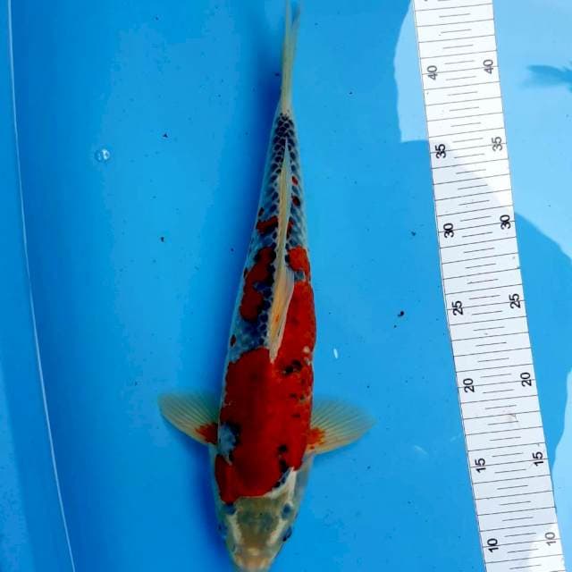 #GHOSIKI clasic -+35 cm cnderung male