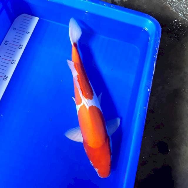 Doit murni 2 step male 42 cm
