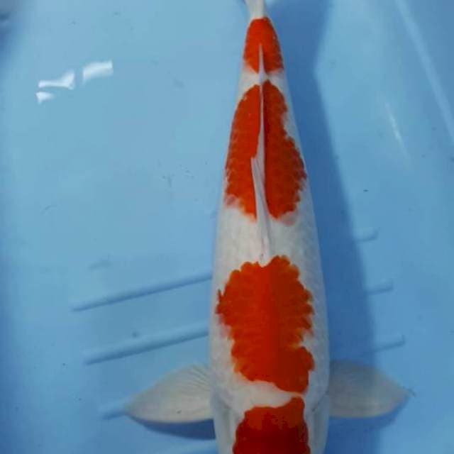 KOHAKU 4 STEEP 47 CM