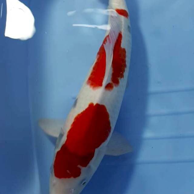 SANKE RED STRONG MALE 46 CM