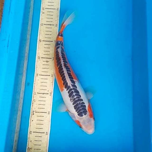 Shusui F1 35cm