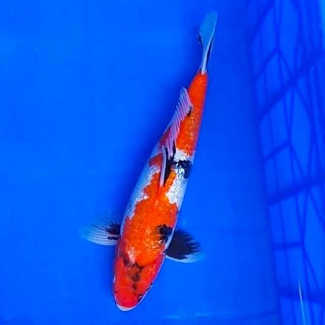 Showa ginrin 33 cm