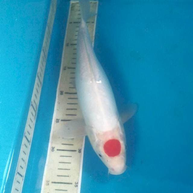 Tancho Kohaku Doit, 33 cm