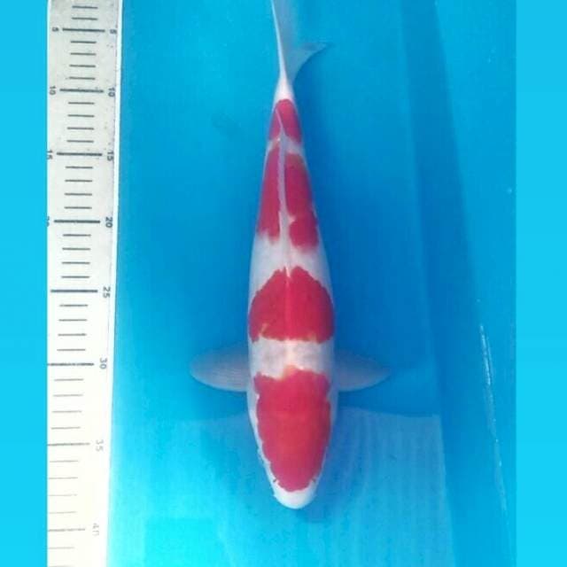 Kohaku, 35 cm