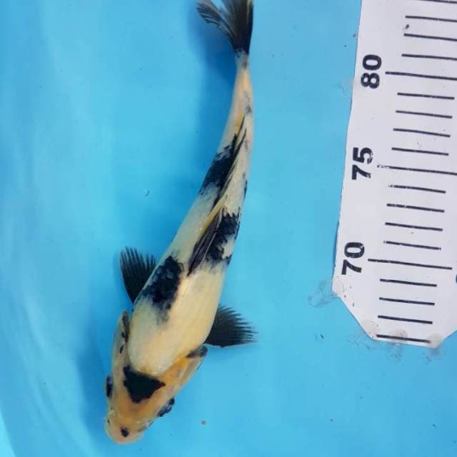 Shiro F1 induk Omosako serti dealer 2J Surabaya 25BU (+- 23cm)