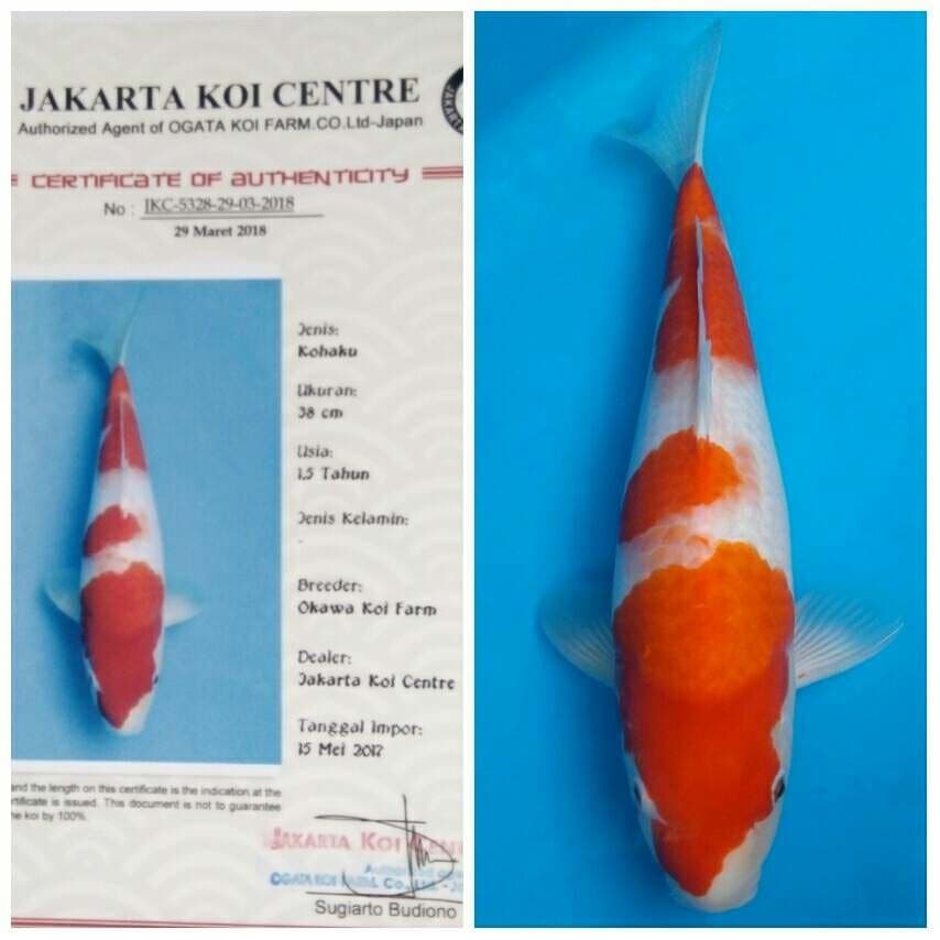Okawa Kohaku