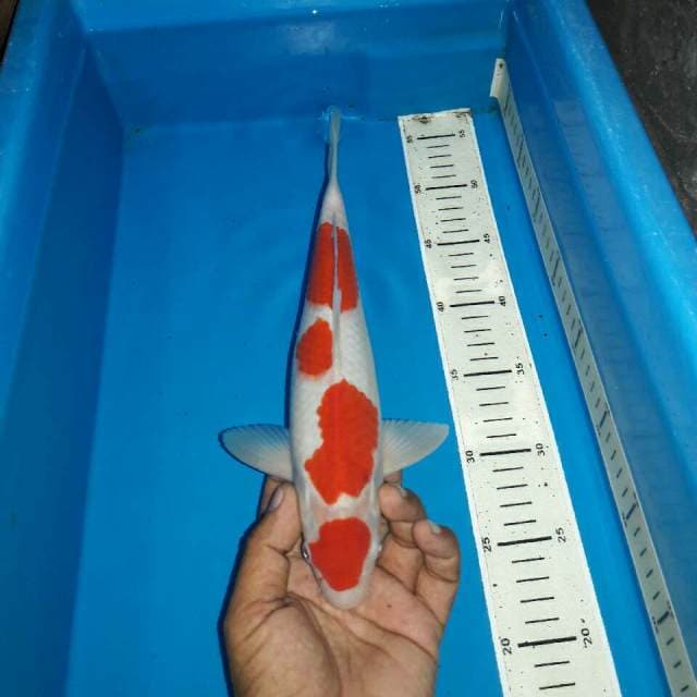 Maruten kohaku male