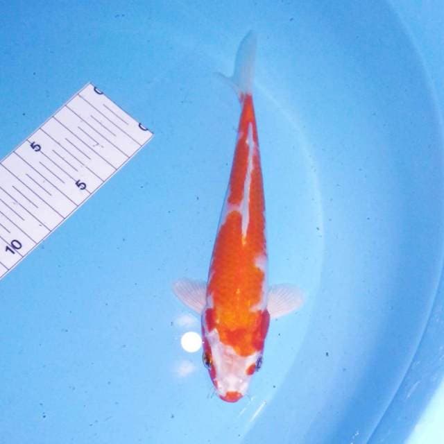 Kujaku 19cm