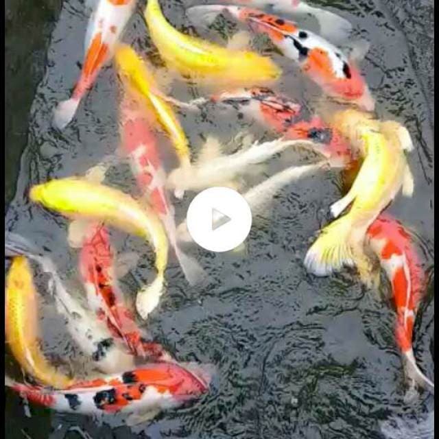 Sk mix koi