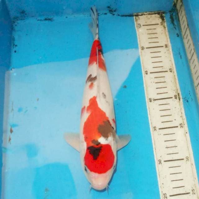 32cm F1 SANKE