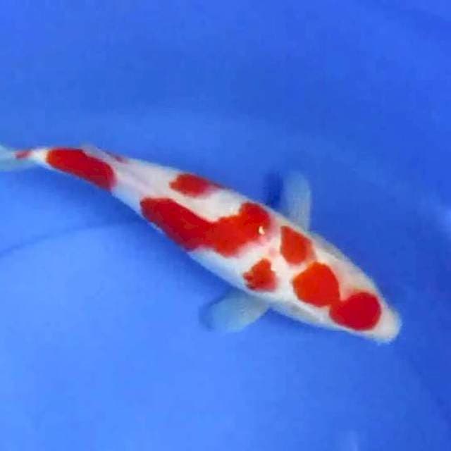 Kohaku30cm