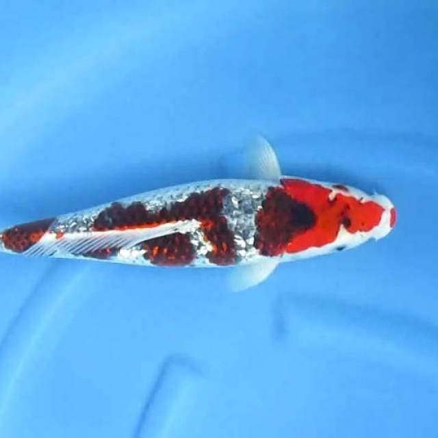 Sersan40cm