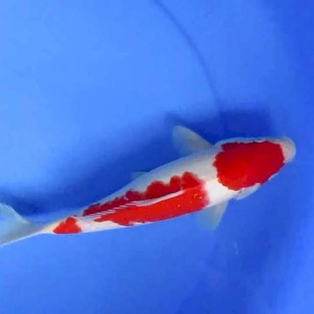 Sersan 27cm