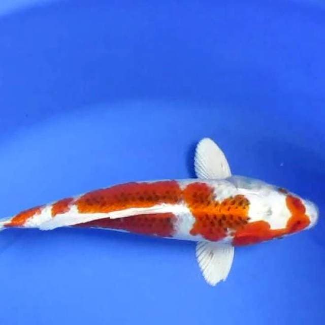 Sersan29cm