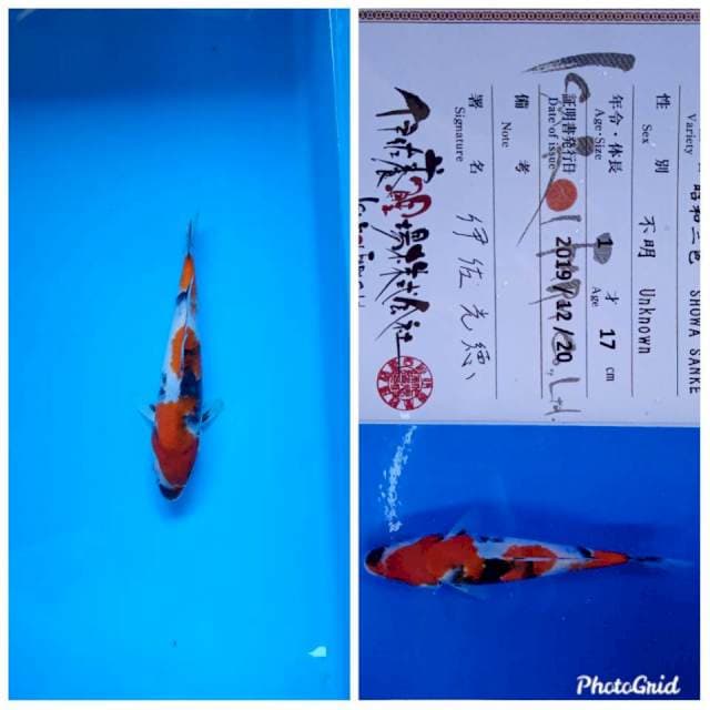 Showa isa jumbo tosai