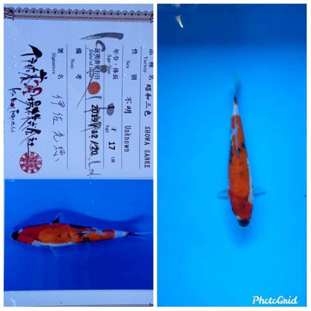 Showa isa tosai