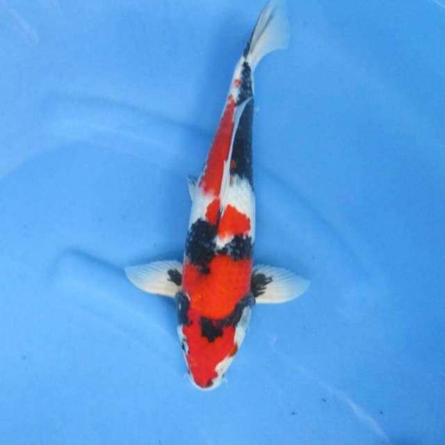 Sansoku35bu