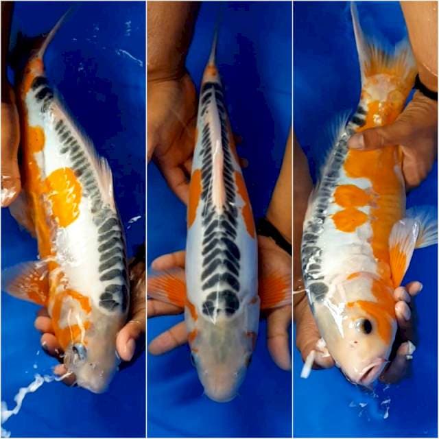 Shusui f1 43 cm