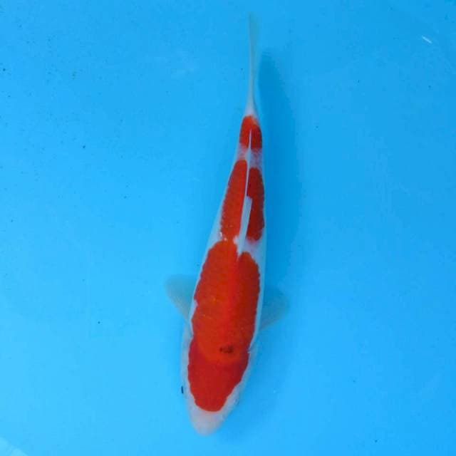 Pola grade A 24cm