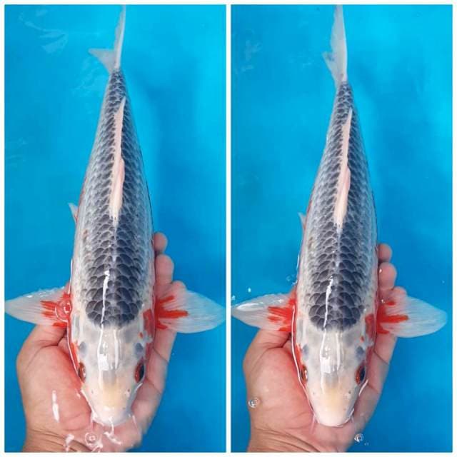 ASAGI 40BU
