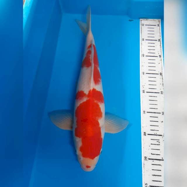 Kohaku
