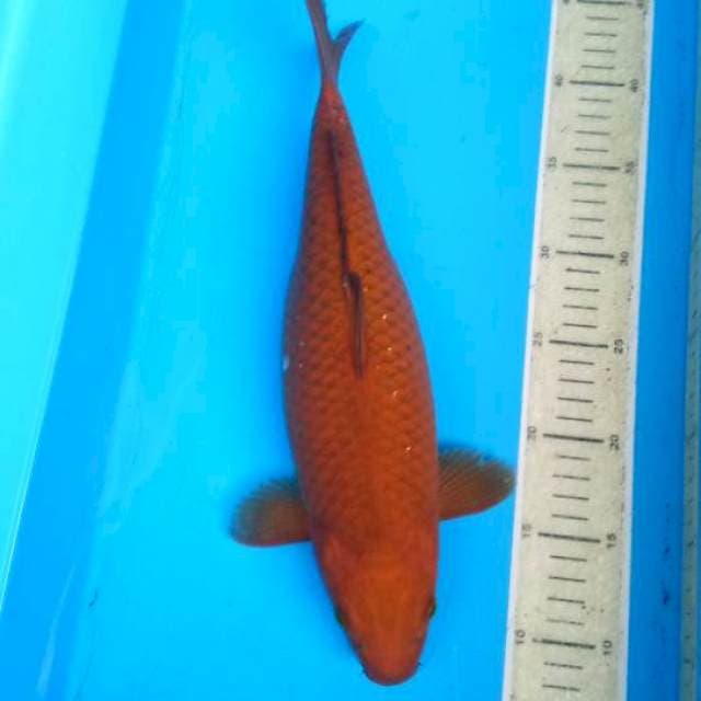 Botan35cm