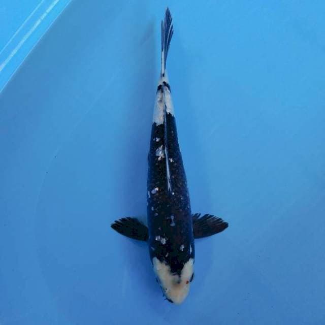Shiro Ginrin black jet 35BU