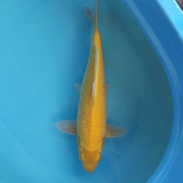 Yamabuki Ogon female 45bu