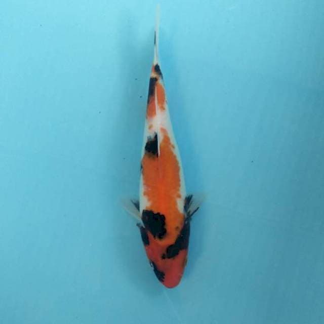 Showa 23cm