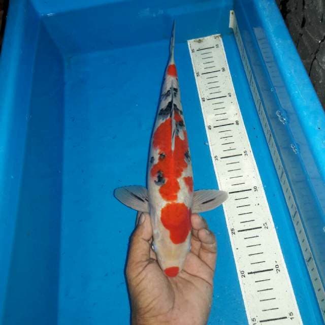 Kuchibeni sanke