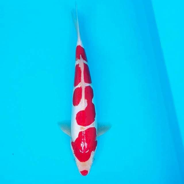 kohaku doit murni 26cm