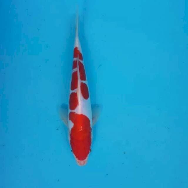 kohaku 23cm