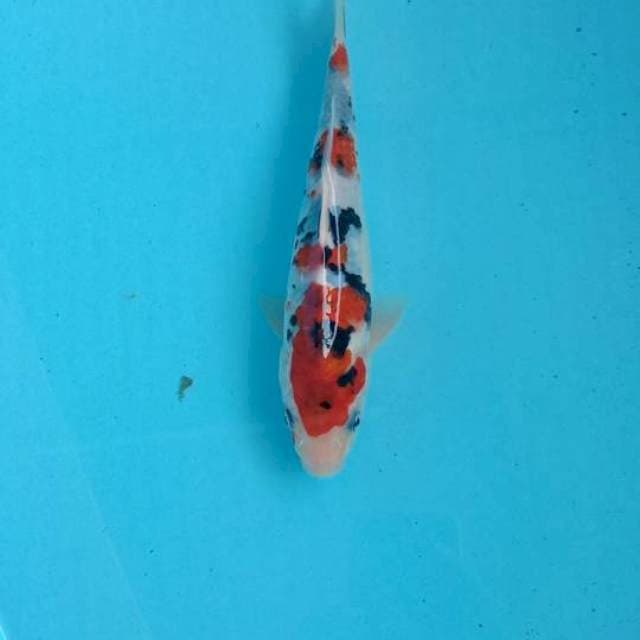 sanke 21cm