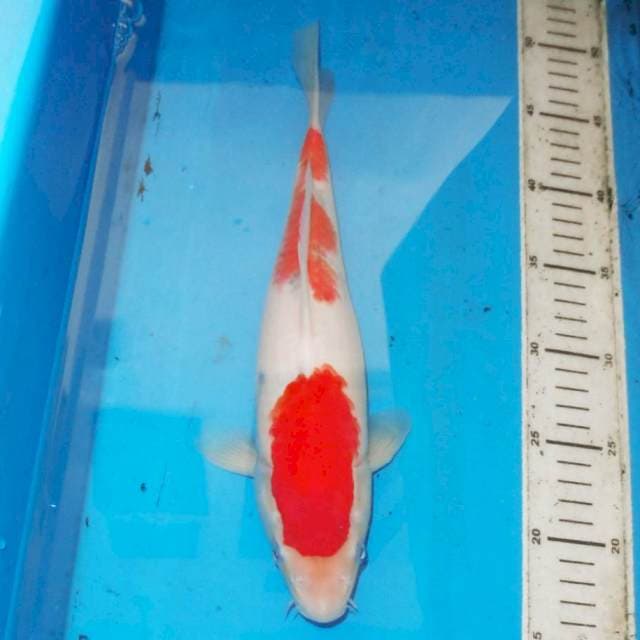 34cm SANKE