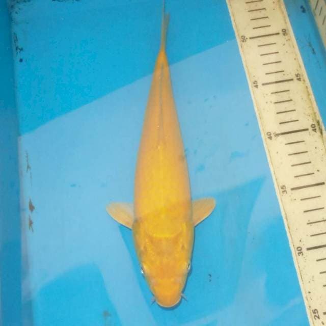 29cm KARASHI