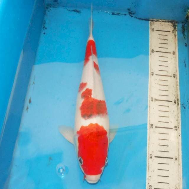32cm KOROMO