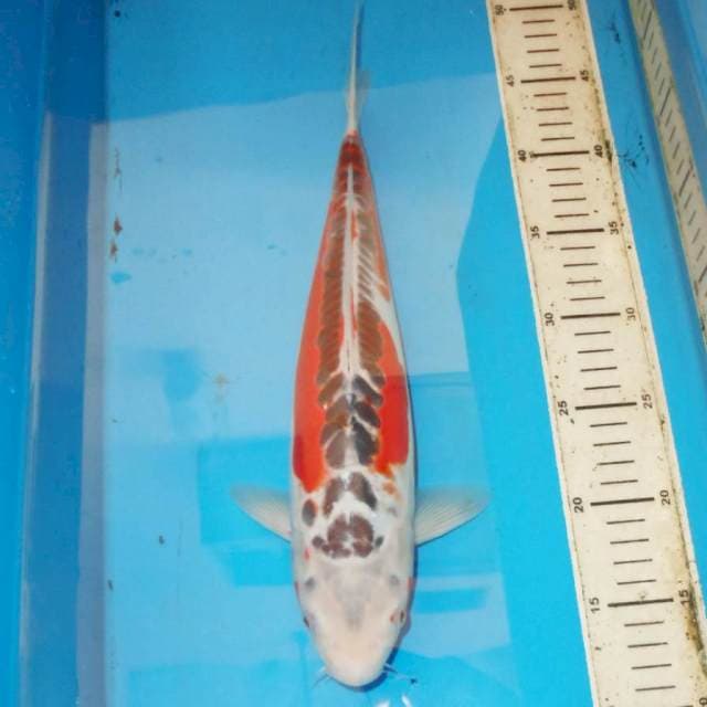 35cm SHUSUI bongsor