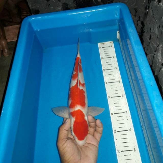 Kohaku f1
