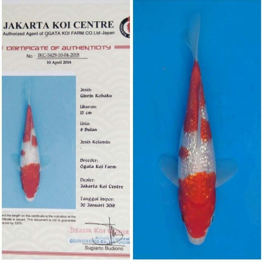 Ogata Kohaku Ginrin