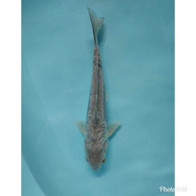 Soragoi naga