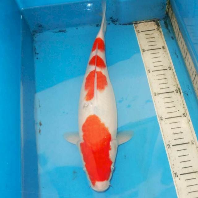 37cm MERONA