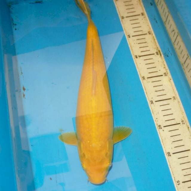 40cm KARASHI JUMBO TERPEDO