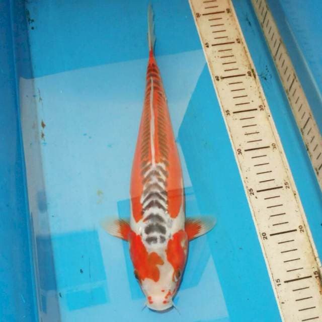 35cm HANA SHUSUI ANTIK